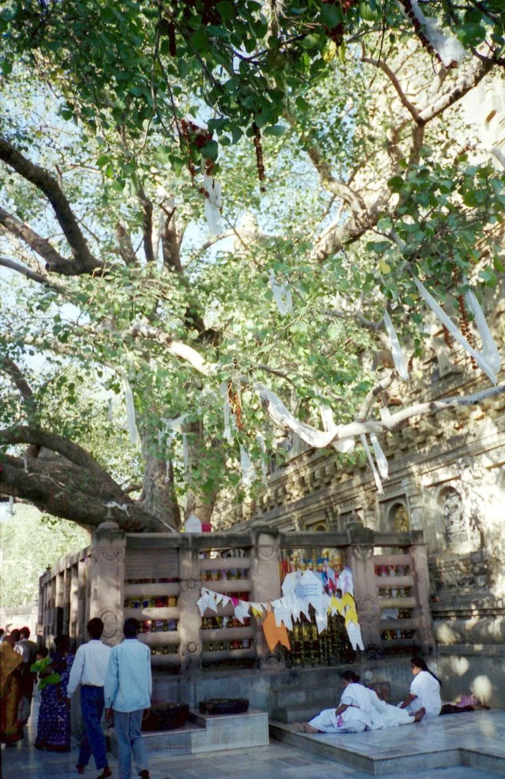 Arbre de la Bodhi à Bodh Gaya, figuier des pagodes sous lequel le Bouddha a atteint l'éveil, entouré de ses barrières