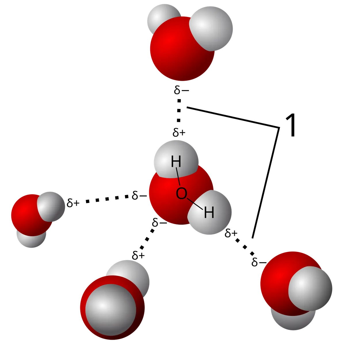 Modèle en trois dimensions montrant les liaisons hydrogène entre plusieurs molécules d'eau
