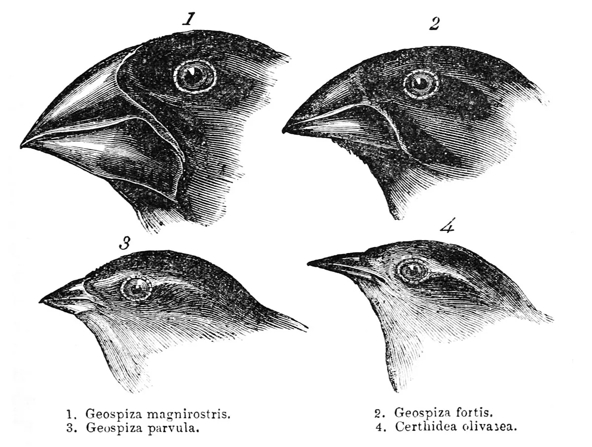 Planche de John Gould montrant quatre pinsons des Galápagos aux becs de formes différentes